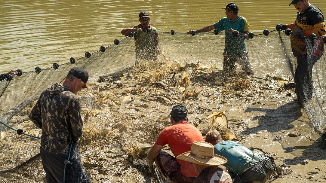 Momento-Da-Despesca-Em-Propriedade-Rural-De-Paranaita-Manejo-Tecnico-E-Organizacao-Produtiva-Impulsionam-A-Piscicultura-E-Fortalecem-A-Economia-Local Paranaíta vira referência em piscicultura e movimenta economia local com apoio do Sebrae
