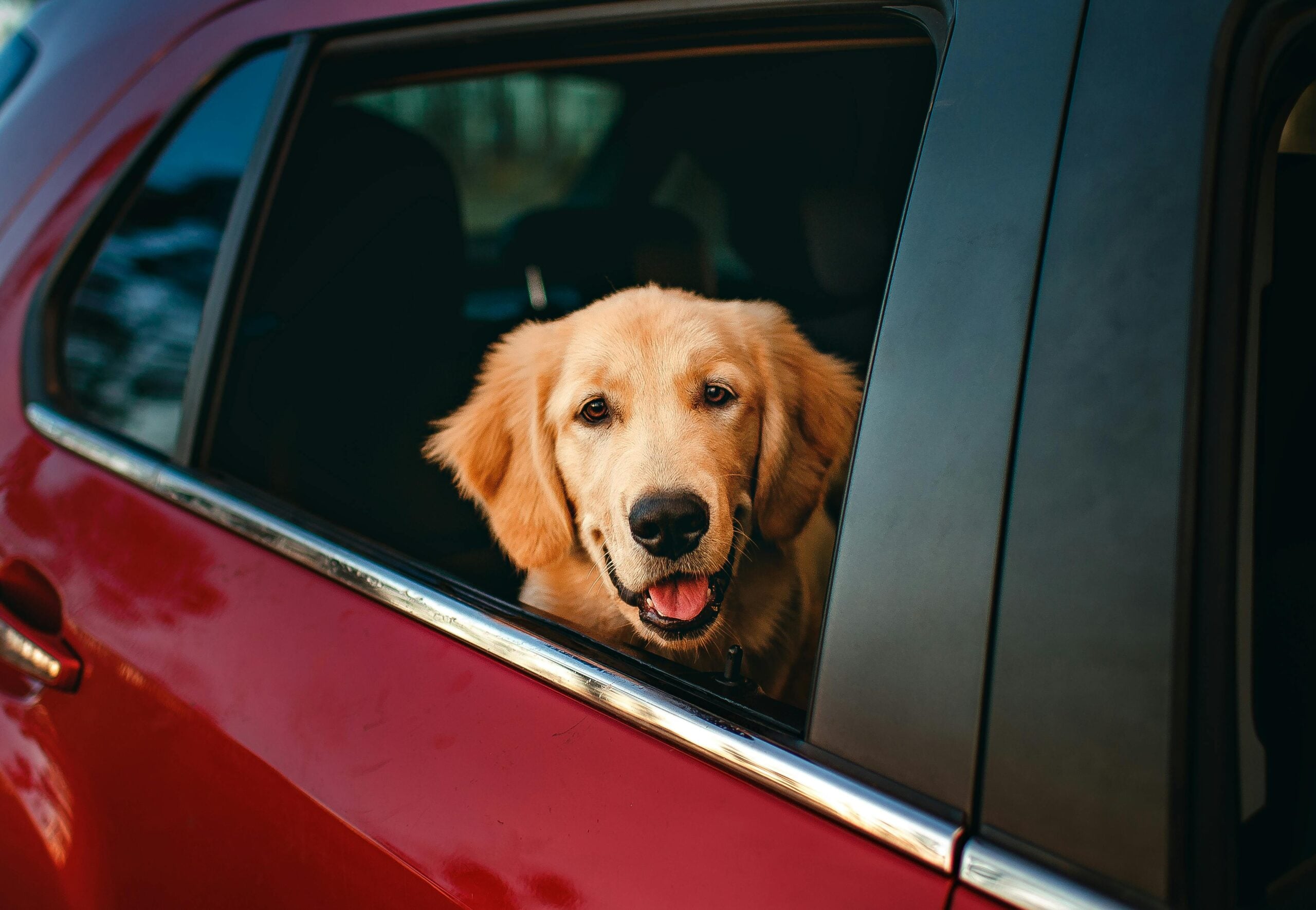 Quando-A-Mala-Inclui-Quatro-Patas-Viagens-De-Fim-De-Ano-Com-Pets-Pedem-Planejamento-Pexels-1-Scaled-1 2025 word1