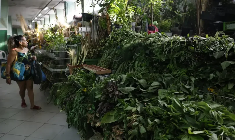 Ervas Religiosas: Tradição E Adaptação Às Religiões Afro No Mercadão 1 2026 word2