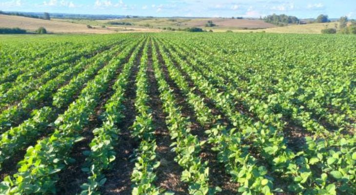 Crescimento Da Área De Soja Em Mato Grosso Em 2025/26: Estiagem E Custos Elevam Cautela No Campo 1 2026 word3