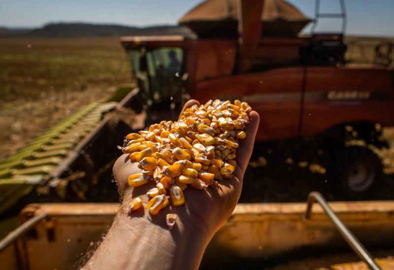Milho: Preços Em 2026 Podem Ter Aumento Controlado Pela Produção Nacional 1 2026 word3