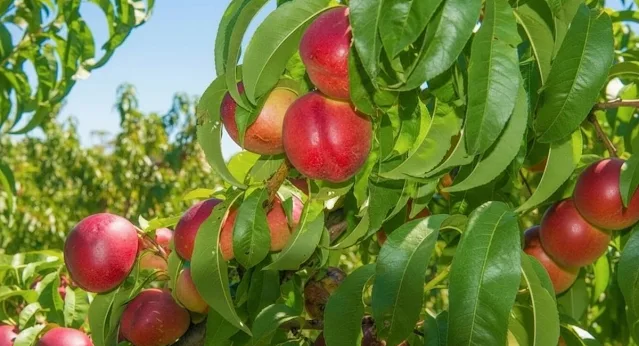 Agricultor-E-Investigado-E-Multado-Em-Quase-R-1-Milhao-Por-Cultivar-Fruta-Patenteada-2 2026 word3