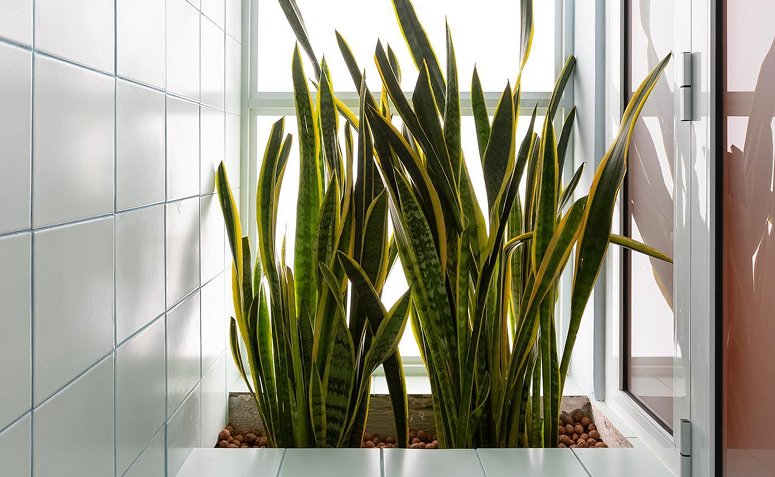 espada-de-são-jorge posicionada na entrada da casa para proteção energética.