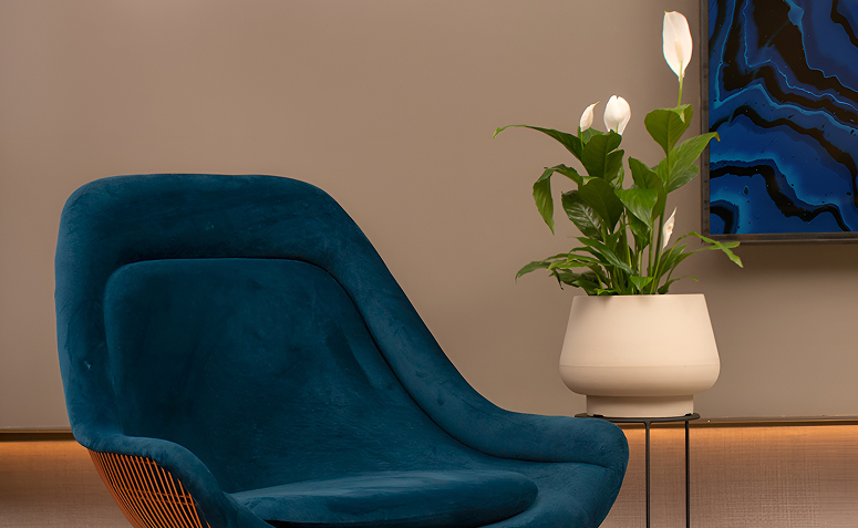 lírio-da-paz com flores brancas trazendo harmonia e purificação ao ambiente.