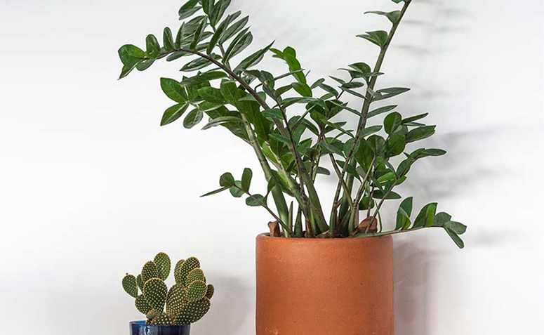 zamioculca em vaso decorativo simbolizando prosperidade e estabilidade no Feng Shui.