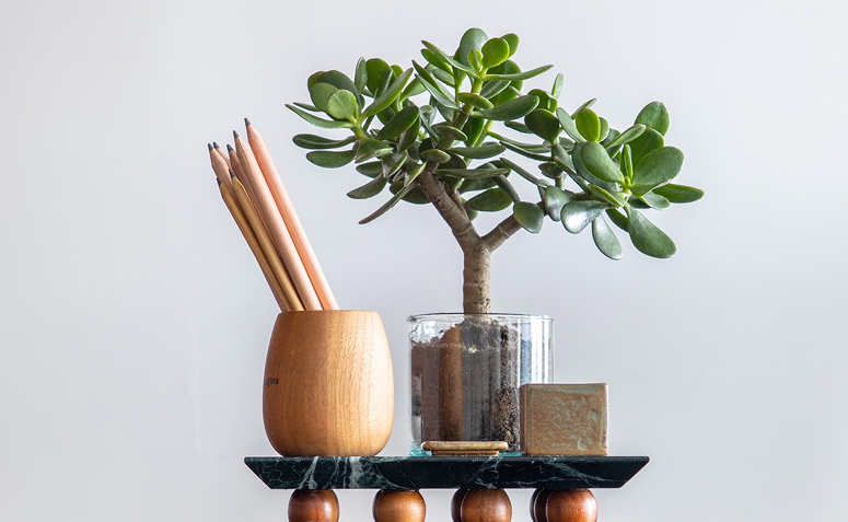 planta-da-fortuna com folhas arredondadas simbolizando abundância financeira no Feng Shui.