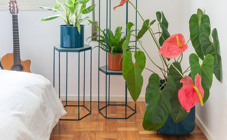 antúrio colorido trazendo alegria e energia vibrante segundo o Feng Shui.