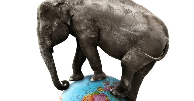 Descubra Qual Mamífero É O Mais Pesado Do Mundo Em Número Total De Indivíduos 1 2026 word3