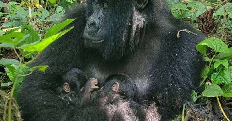 Gêmeos Gorilas-Das-Montanhas Nascem Em Parque Africano: Fenômeno Raro E Surpreendente 1 2026 word3