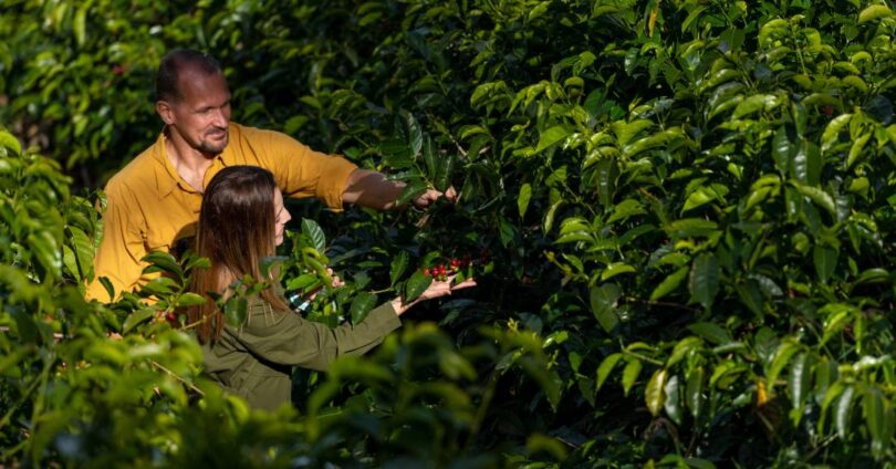 Descubra: Boquete E Tierras Altas Do Panamá Produzem O Café Mais Caro Do Mundo 1 2026 word3