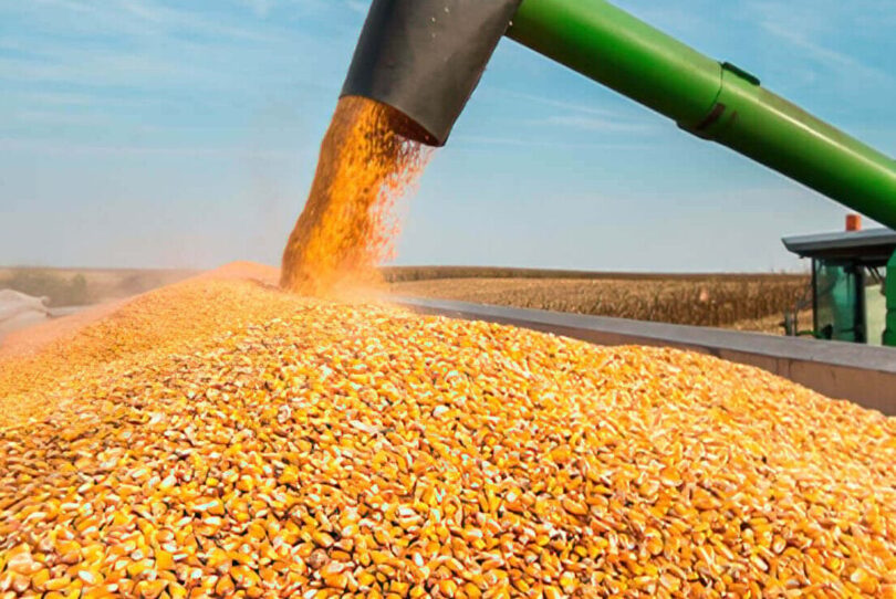 Preços Do Milho Em 2025: Como Reagem Apesar Da Safra Recorde No Brasil 1 2026 word3