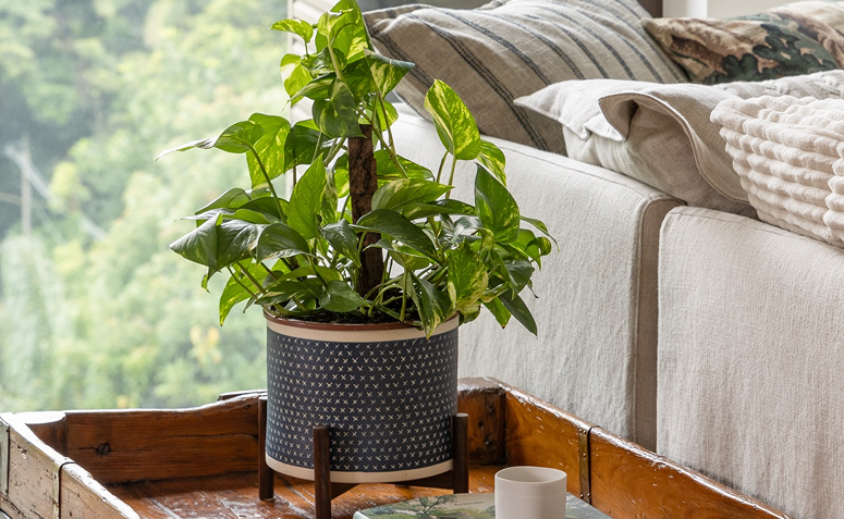Planta jiboia em vaso decorativo ao lado do sofá em sala iluminada, mostrando exemplo de planta saudável e bem hidratada.