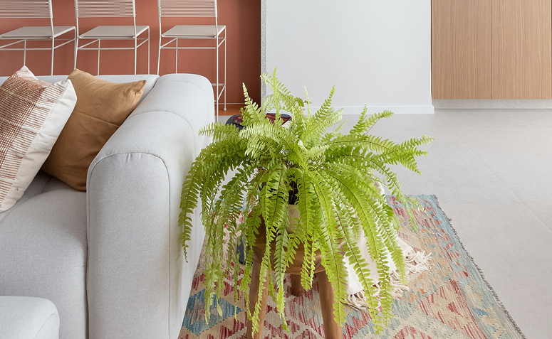 Samambaia verde e vistosa em vaso decorativo na sala, representando planta bem cuidada e com rega adequada.