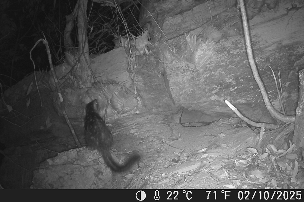 1301-Marsupial-Layout_Site2 Fotografia da câmera de vigilância, do quoll-do-norte que reapareceu no Santuário de Vida Selvagem de Piccaninny Plains em outubro deste ano, sendo o primeiro avistamento da espécie no santuário em mais de 80 anos.