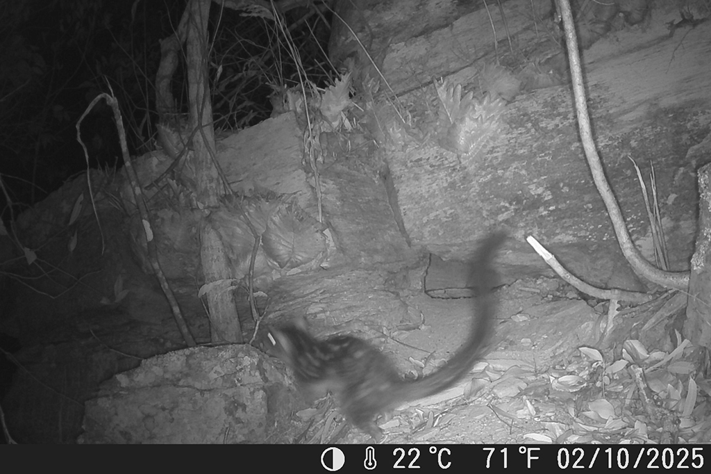 1301-Marsupial-Layout_Site1 Fotografia da câmera de vigilância, do quoll-do-norte que reapareceu no Santuário de Vida Selvagem de Piccaninny Plains em outubro deste ano, sendo o primeiro avistamento da espécie no santuário em mais de 80 anos.