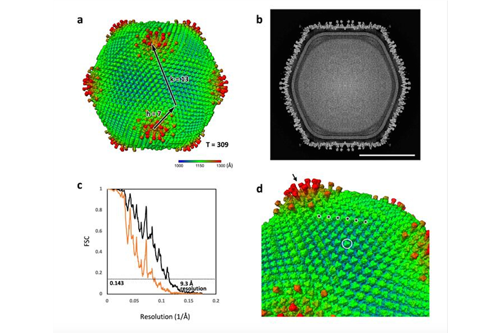 Esta imagem (a) mostra a reconstrução 3D do vírus, destacando seu capsídeo com espículas (d). A descoberta reforça ainda mais a hipótese da origem dos vírus nucleares, que propõe que os vírus desempenharam um papel na evolução das células eucarióticas.