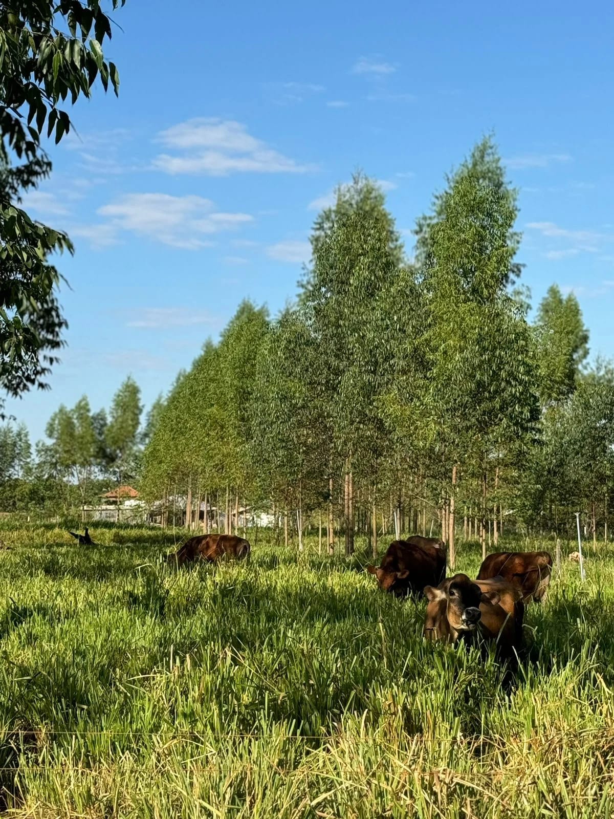 Parceria entre Embrapa e CAT fortalece produção agropecuária sustentável em Mato Grosso