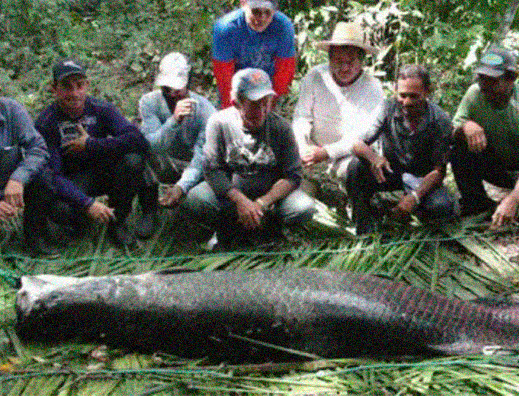 Fotografia de pescadores com o peixe pirarucu.