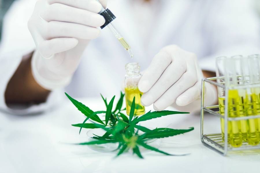 Canabidiol-2 Laboratório produzindo óleo de cannabis.