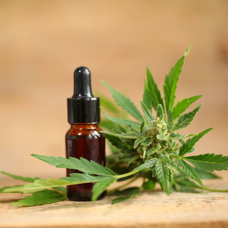 Canabidiol-Cannabis-2 A imagem mostra uma garrafa de óleo âmbar com conta-gotas ao lado de uma planta de cannabis. O fundo é de madeira, destacando o contexto natural. A cena sugere o uso medicinal do óleo extraído da planta.