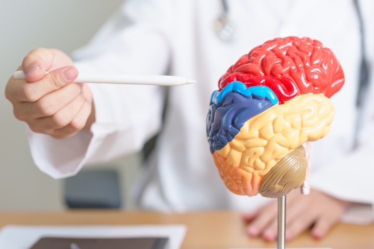 Tdah-E-Autismo-3 Pessoa de jaleco apontando com caneta para parte de cérebro falso colorido sobre a mesa