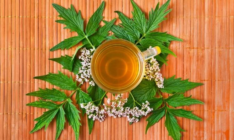 Valeriana É Uma Das Ervas Usadas Para Os Chás Para Dormir. Chá de valeriana em xícara transparente com flores embaixo