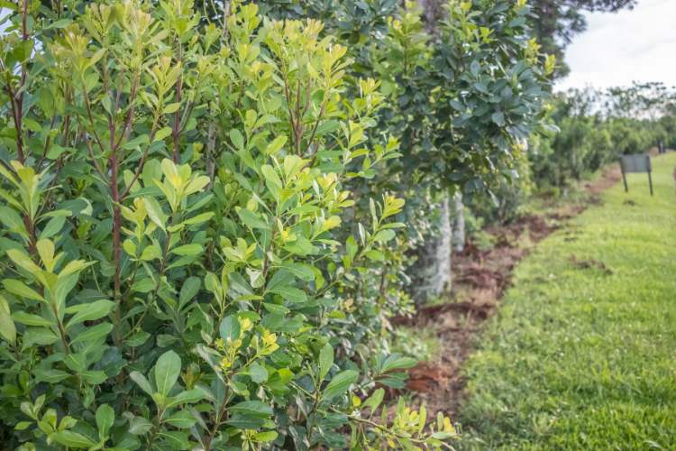 Erva-Mate-Chimarrao-4 Plantação de árvore de erva-mate