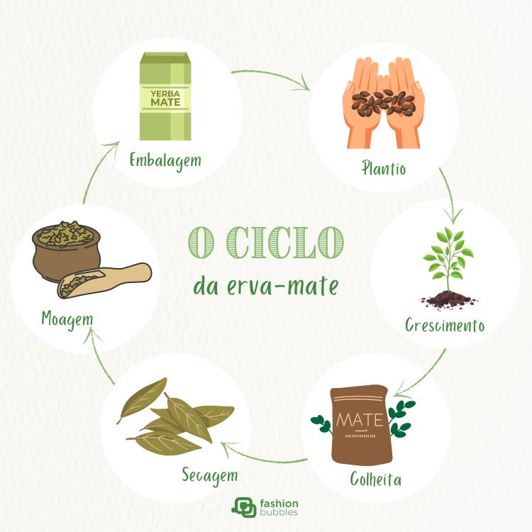 Ciclo-De-Vida-Da-Erva-Mate Ilustração do ciclo de vida da erva-mate: plantio, crescimento, colheita, secagem, moagem e embalagem.