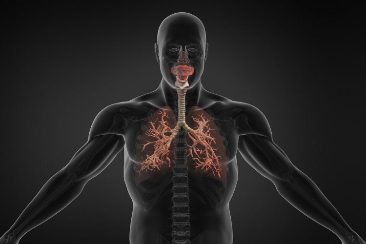 Coqueluche-3 Desenho de corpo humano em fundo preto, com coluna aparecendo ao fundo e destaque para o trato respiratório