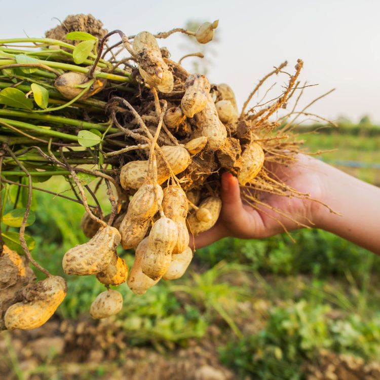 Amendoim-Beneficios-4 A imagem mostra uma mão segurando um cacho de amendoins com cascas e raízes ainda presas, recém-colhidos da terra. O fundo desfocado sugere um campo ao ar livre durante o dia. A fotografia destaca a origem natural do amendoim antes do processamento.