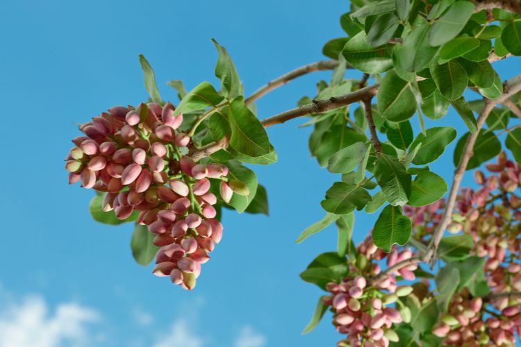 Pistache-Tudo-Sobre-Noz-3 Pistache no pé da árvore