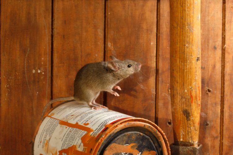 Sonhar-Com-Rato-5 Rato marrom em pé sobre lata de tinta laranja deitada