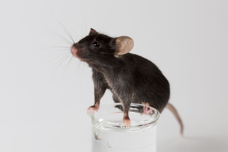 Sonhar-Com-Rato-7 Foto de rato preto sobre copo de vidro