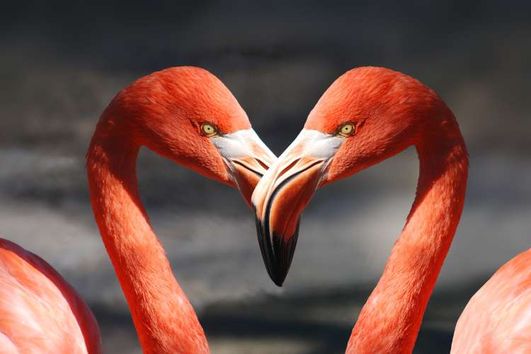 Arquetipos-Do-Amor-5 flamingo como arquétipos do amor