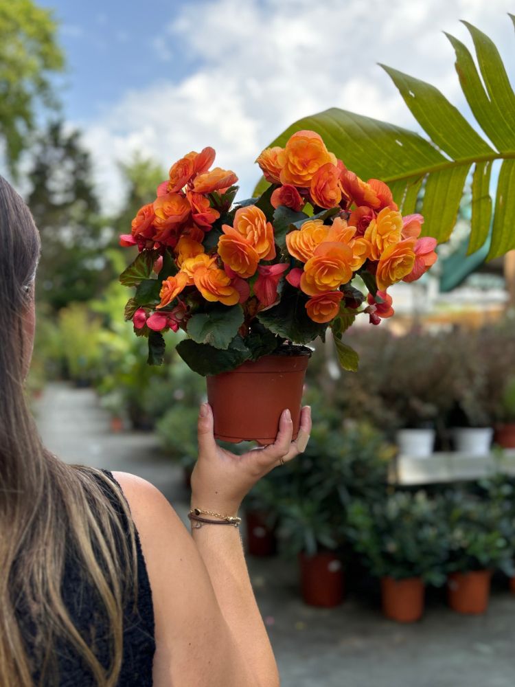 Begonia-2 Mulher de pele clara segurando begônia eliator laranja