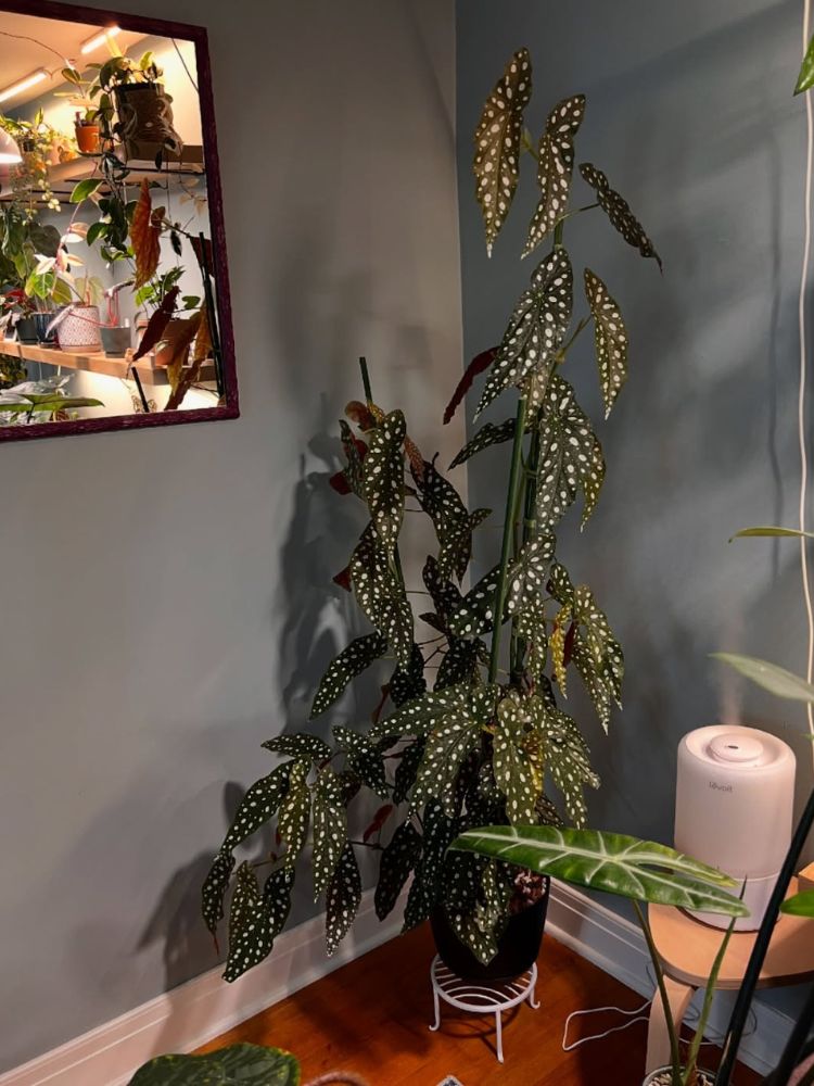 Begonia-3 Grande vaso de Begônia-maculata em canto da sala