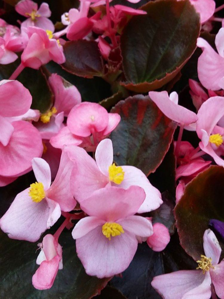 Begonia-4 Zoom em cerosa rosa