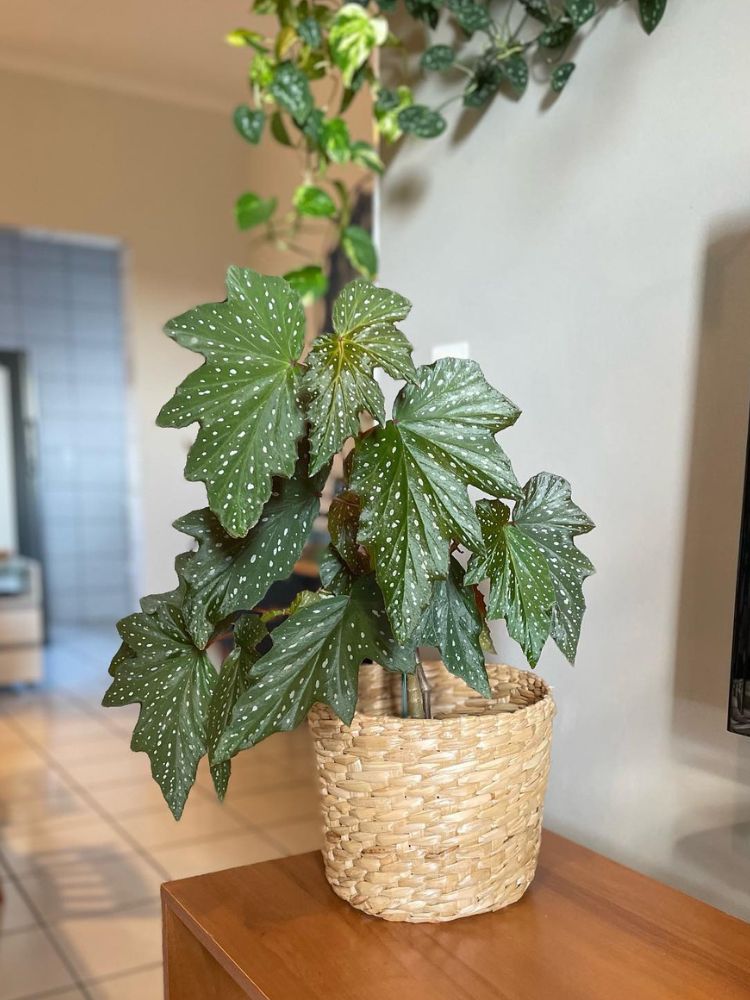 Begonia-5 Vaso de begônia-asa-de-anjo em rack de madeira