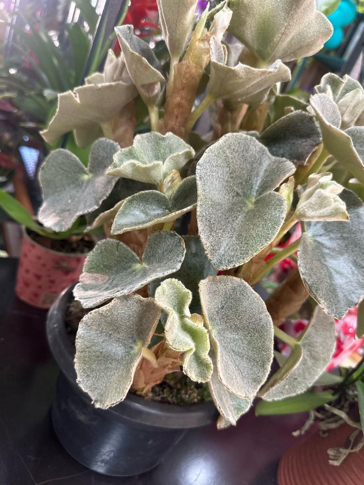 Begonia-6 Zoom em begônia prateada