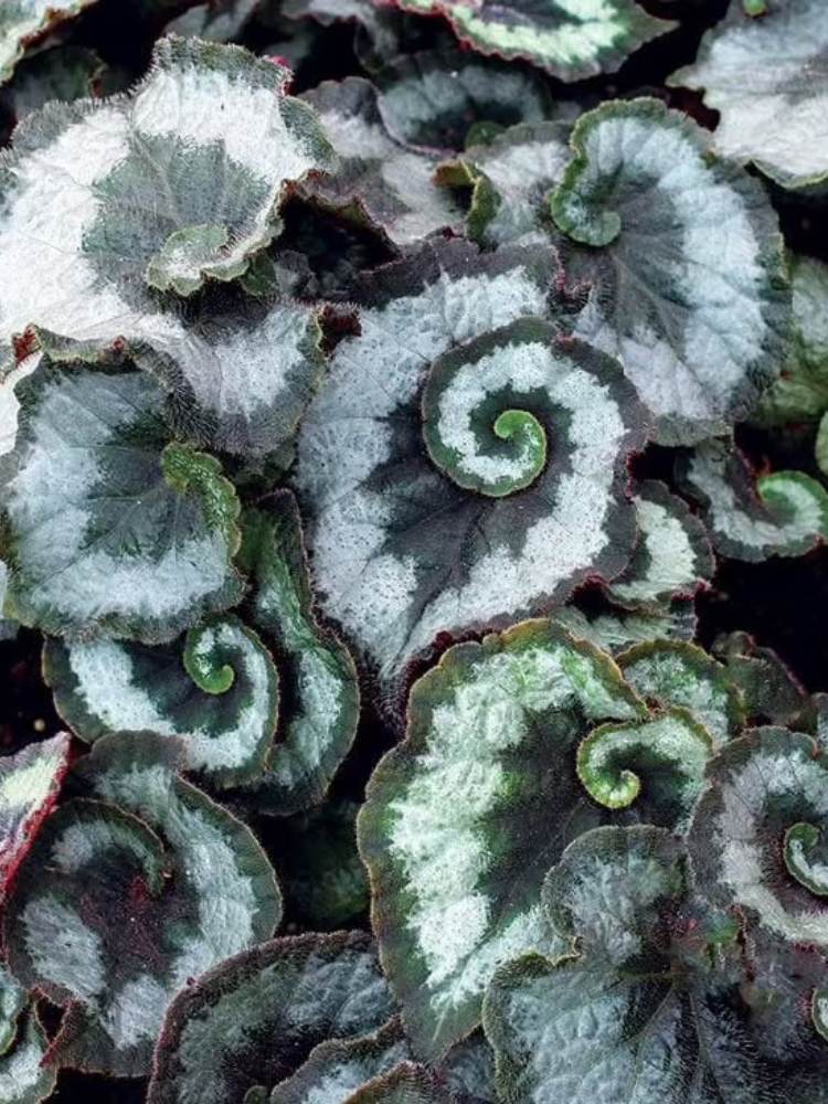 Begonia-7 Zoom em begônia caracol