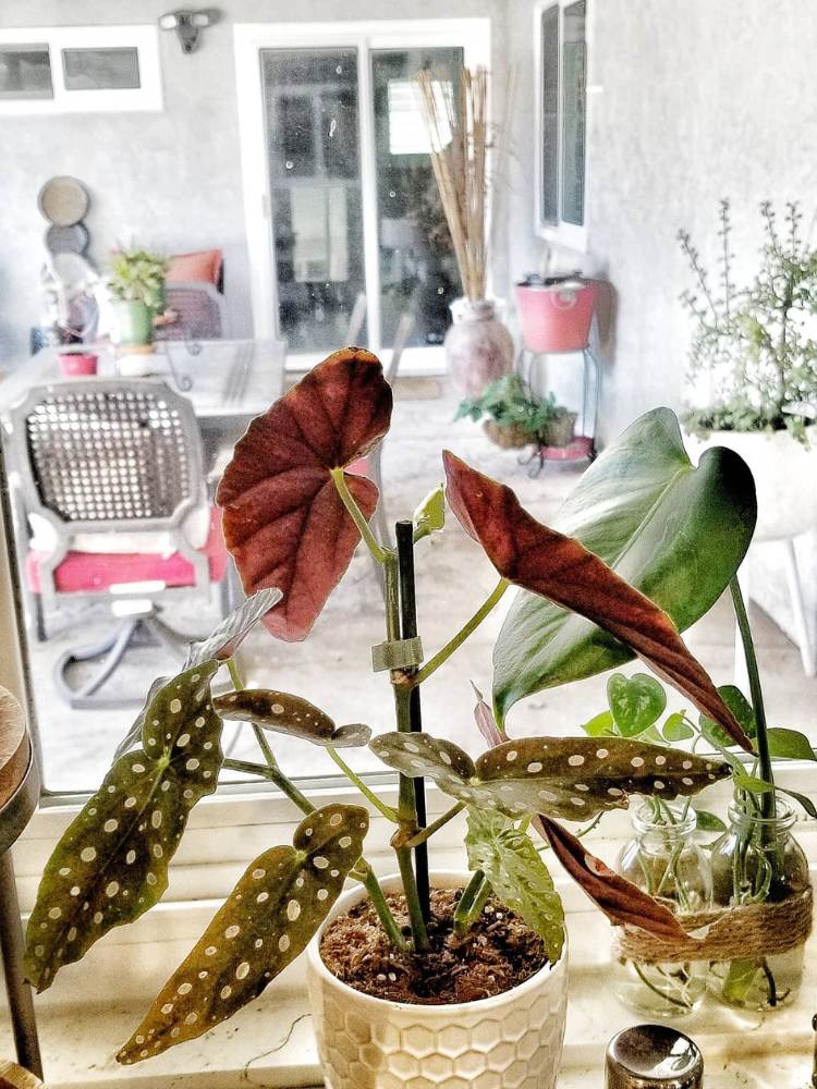 Begonia-8 Begônia verde e vermelha com cozinha ao fundo