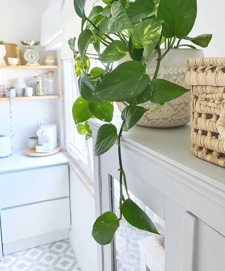 Plantas-De-Dentro-De-Casa-Jiboia Um pote de planta jiboia com folhas verdes e variegadas caindo elegantemente sobre um armário branco. Ao fundo, uma cozinha clara com prateleiras e utensílios. A imagem transmite uma sensação de frescor e aconchego.