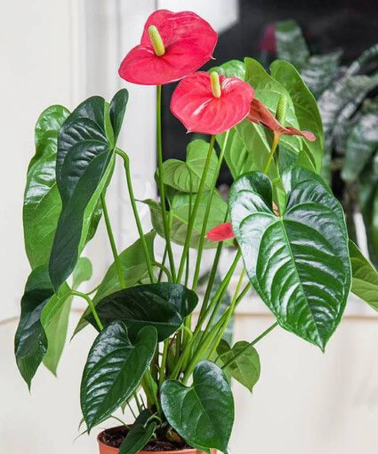 Anturio-Planta Uma planta **antúrio** com folhas verdes escuras e brilhantes, e duas flores vermelhas em formato de coração com espádices amarelos. A planta está em um vaso simples, transmitindo uma beleza vibrante e elegante.