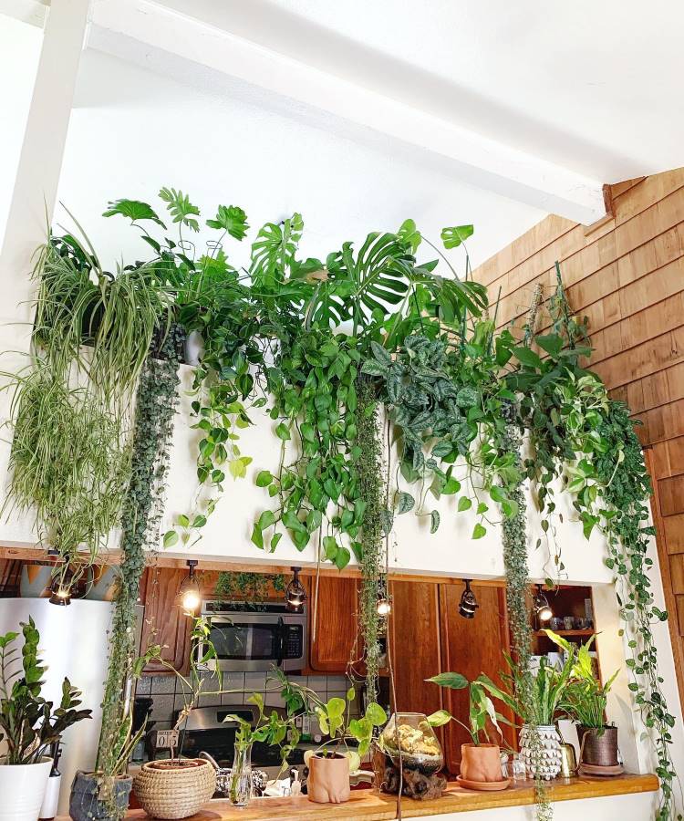 Plantas-Pendentes-9 Uma parede ou prateleira alta em um cômodo, coberta por uma profusão de plantas verdes penduradas e em vasos. A folhagem densa cria uma "cortina" natural acima de uma bancada de cozinha, com luminárias e armários de madeira visíveis abaixo.
