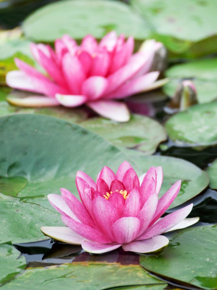 Plantas-Na-Agua-Lirio-Dagua Foto dois lírio d'água rosas em lago