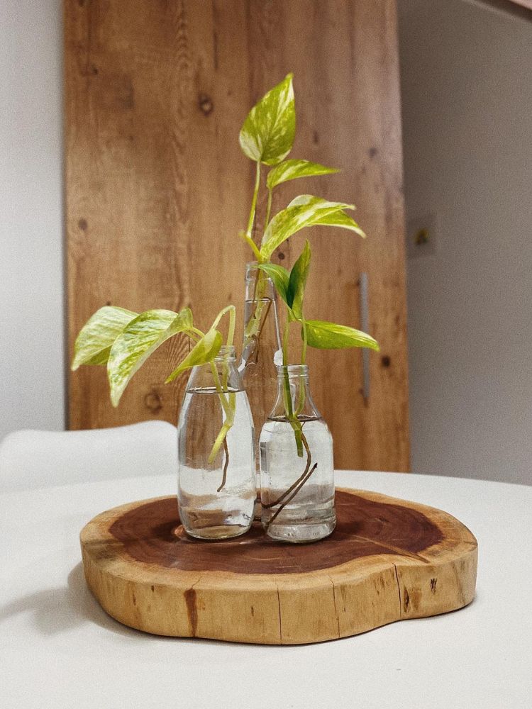 Plantas-Na-Agua-Jiboia Duas garrafinhas de vidro com mini jiboias, sobre bandeja de tronco