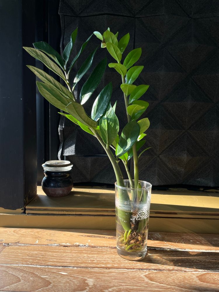 Plantas-Na-Agua-Zamioculca Zamioculca na água em vaso transparente