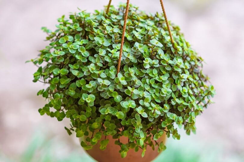 Descubra As 15 Plantas Da Prosperidade Para Atrair Dinheiro E Bem-Estar 1 2026 word1