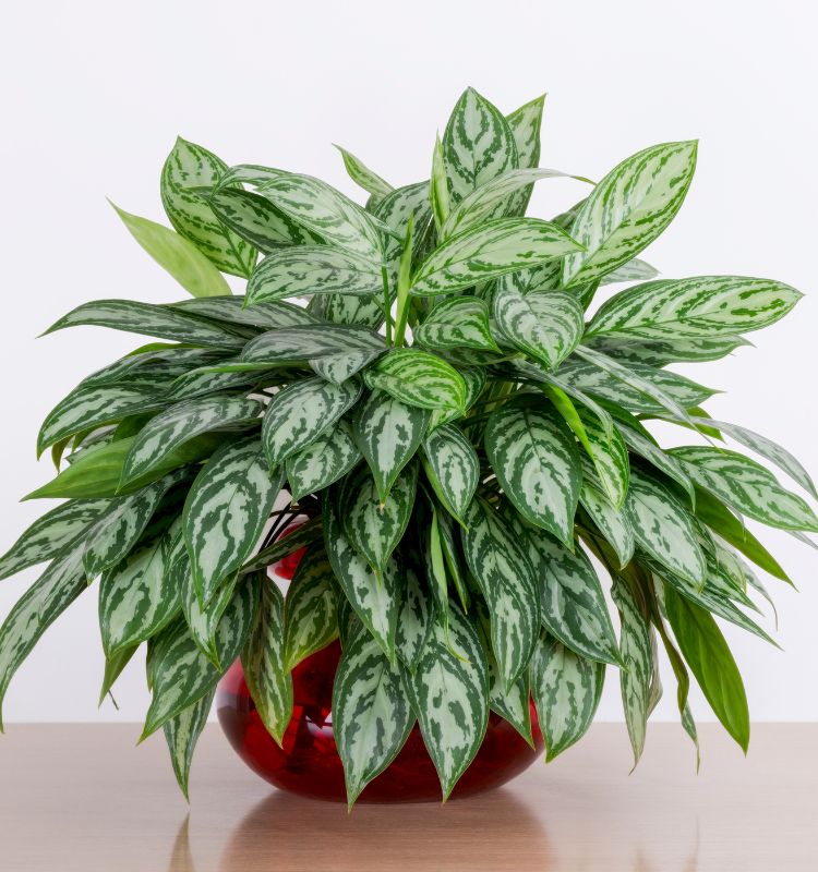 Aglaonema-Plantas-Do-Dinheiro Aglaonema com bastante folhas em vaso de vidro vermelho sob superfície de madeira em fundo branco