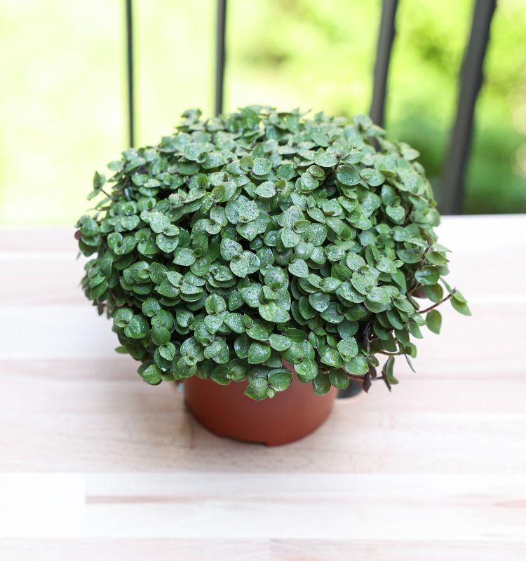 Callisia-Repens-Dinheiro-Em-Penca Planta dinheiro em penca em vaso de barro em superfície que imita madeira